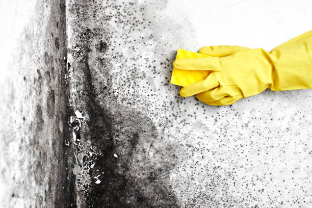 Best Water Damage & Mold Remediation  in Montgomery, OH