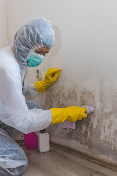 Best Black Mold Removal  in Montgomery, OH