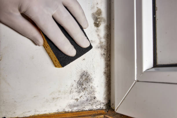Montgomery, OH Mold Removal Company